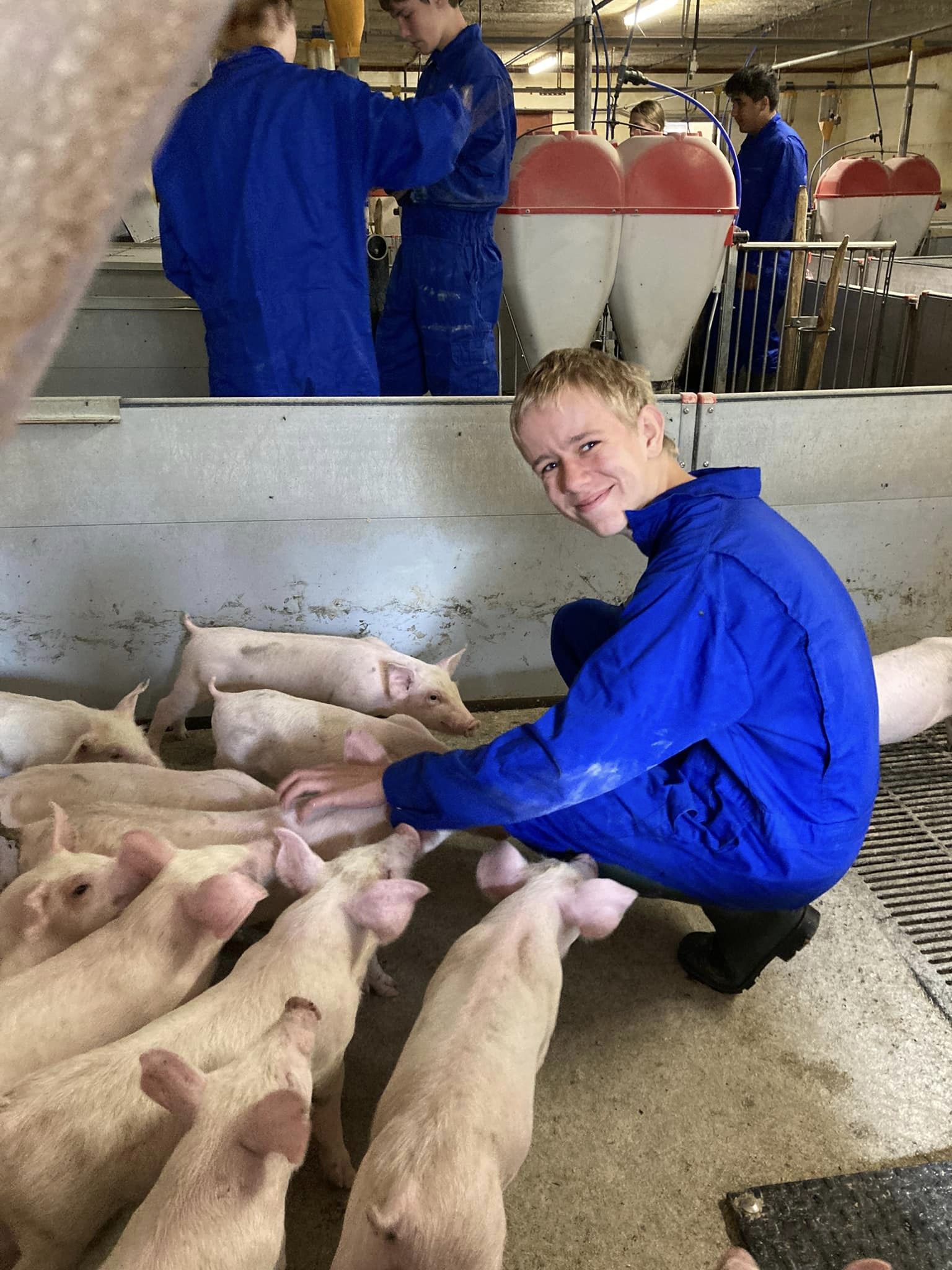På besøg på grisegård